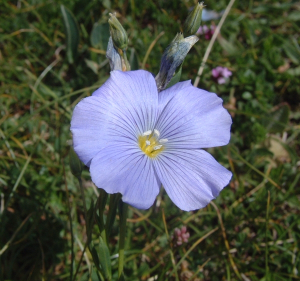 Linum alpinum / Lino celeste